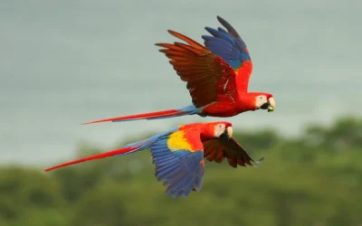 Pájaros en el río