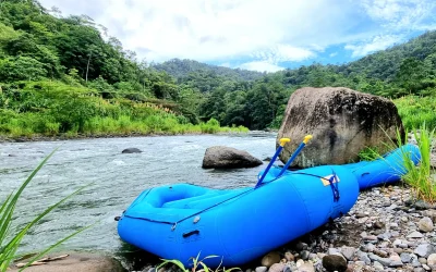 Explora la Selva Tropical desde una Perspectiva Única